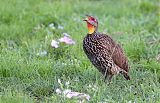 Yellow-necked Spurfowlborder=